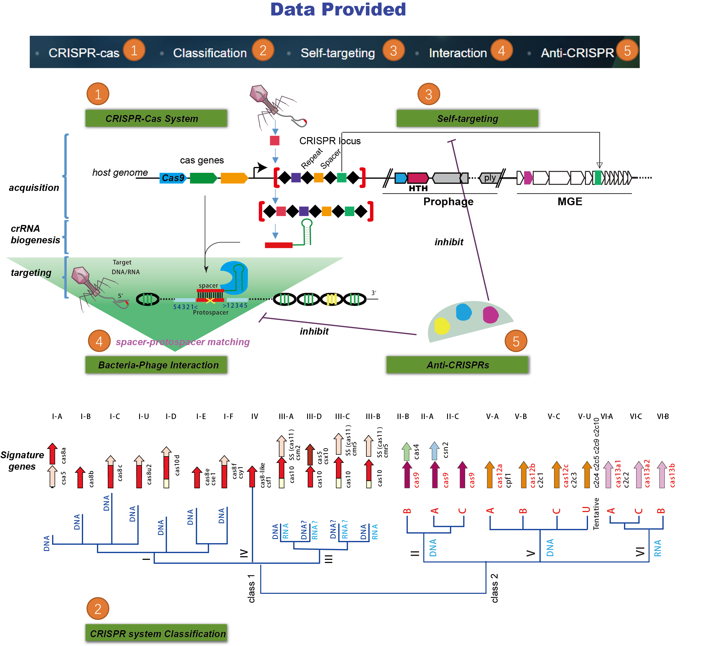 CRISPR-Cas Systems classification